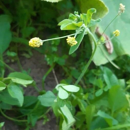 Medicago lupulina Fiore