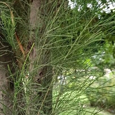 Casuarina cunninghamiana Φύλλο