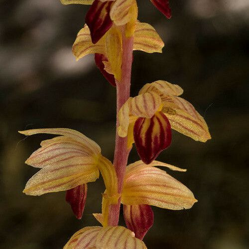 Corallorhiza striata Blodyn