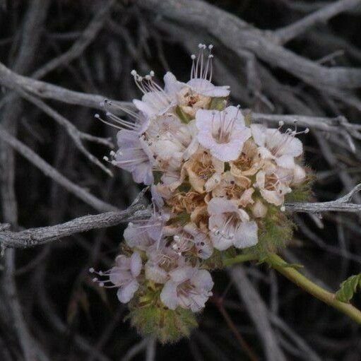 Phacelia ramosissima Flower