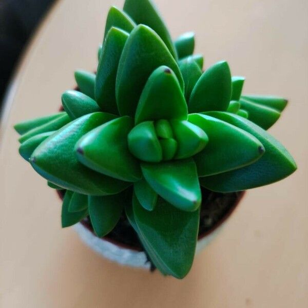 Crassula capitella ഇല