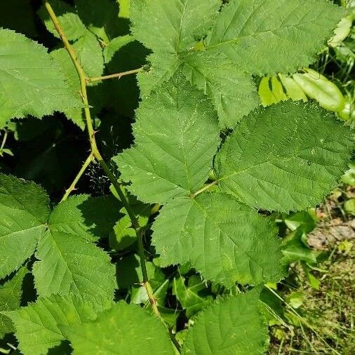 Rubus ulmifolius Ліст