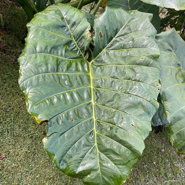 Alocasia macrorrhizos পাতা