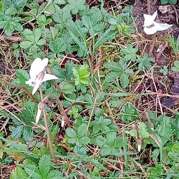 Cyclamen hederifolium Συνήθη χαρακτηριστικά