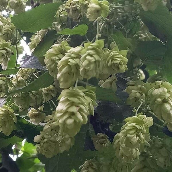 Humulus lupulus Fruchs