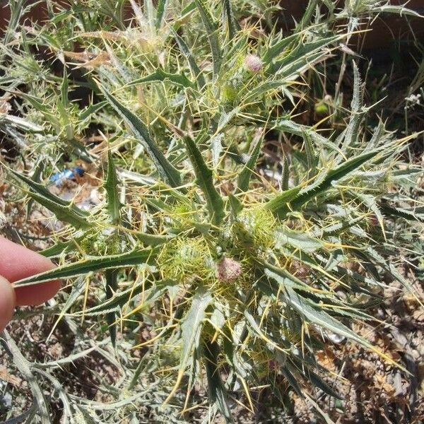 Picnomon acarna Flower