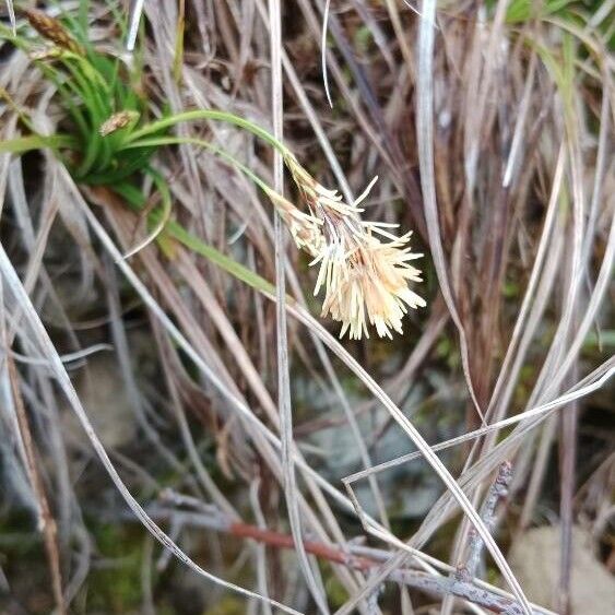 Carex halleriana ᱵᱟᱦᱟ