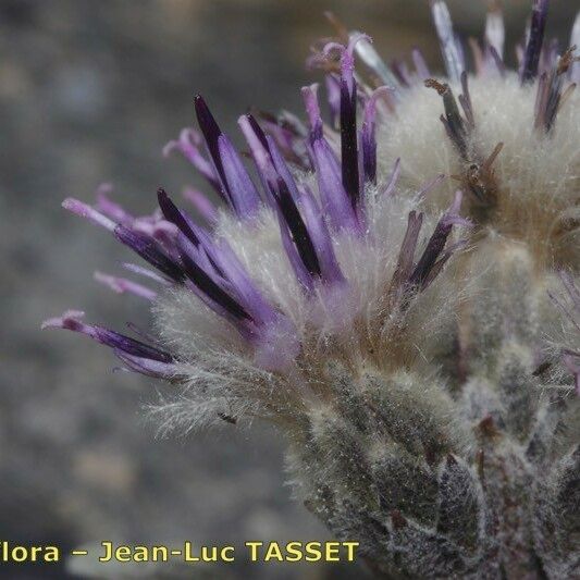 Saussurea alpina Flower