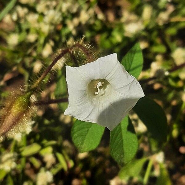 Merremia aegyptia Flower