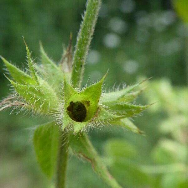 Stachys annua Fruit