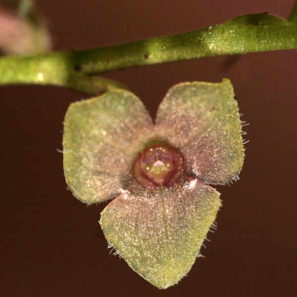 Stelis argentata Blomst