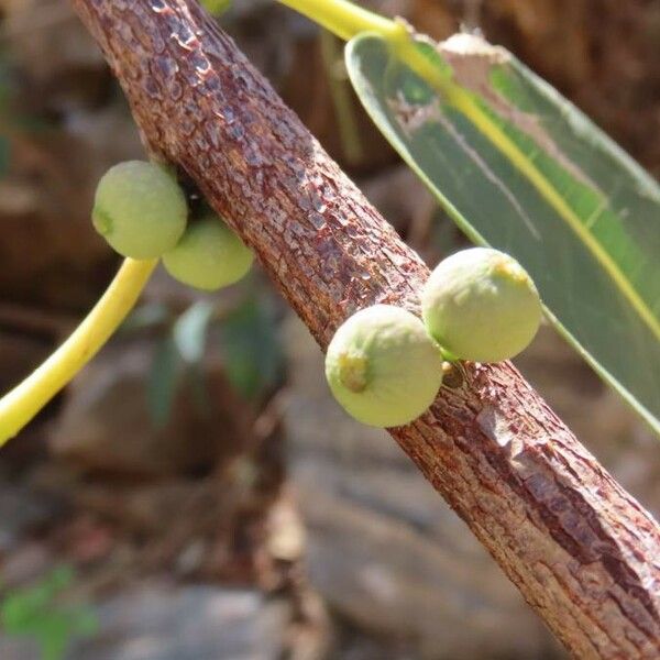 Ficus ingens 果實