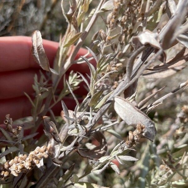 Artemisia cana Листок