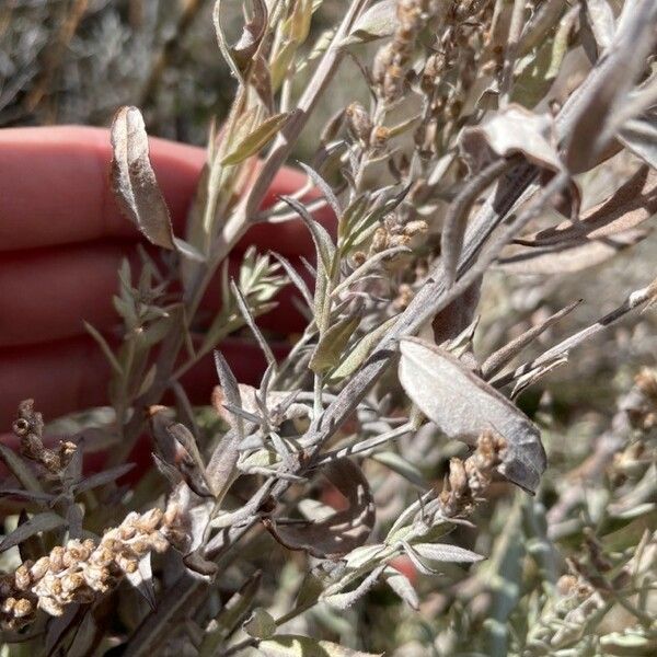 Artemisia cana Leaf