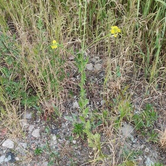 Sisymbrium loeselii Habitus