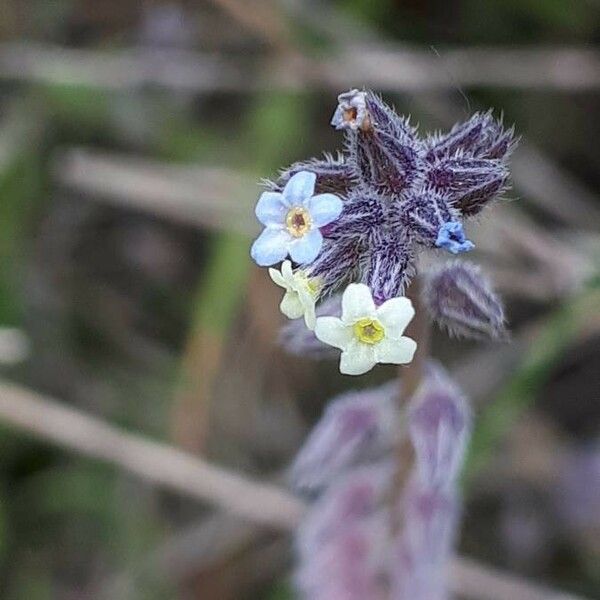 Myosotis discolor Žiedas