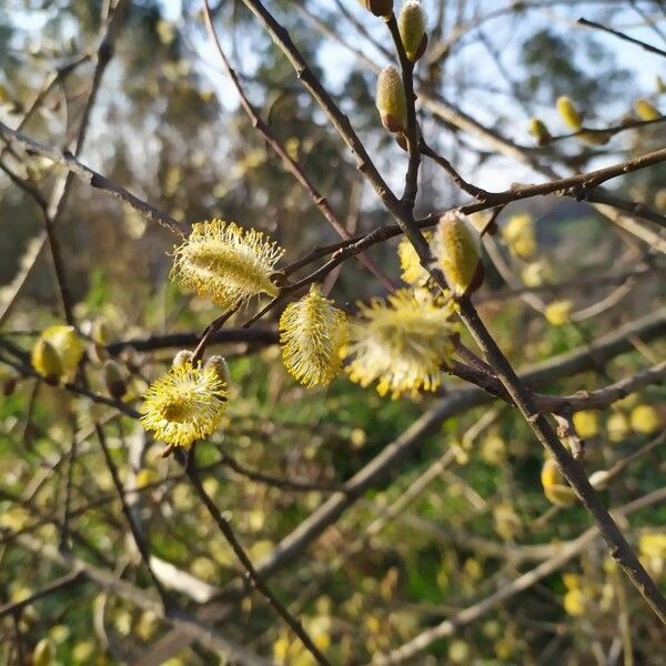 Salix atrocinerea Flower