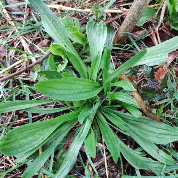 Plantago lanceolata 葉