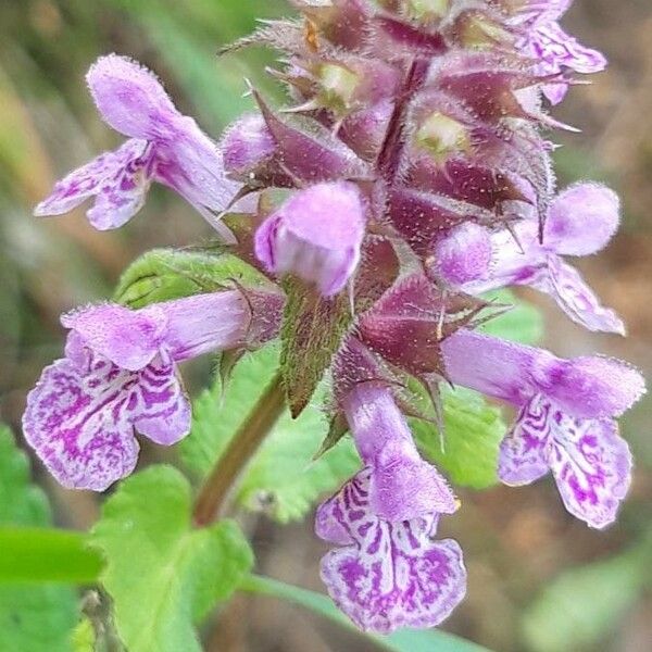 Stachys palustris Кветка