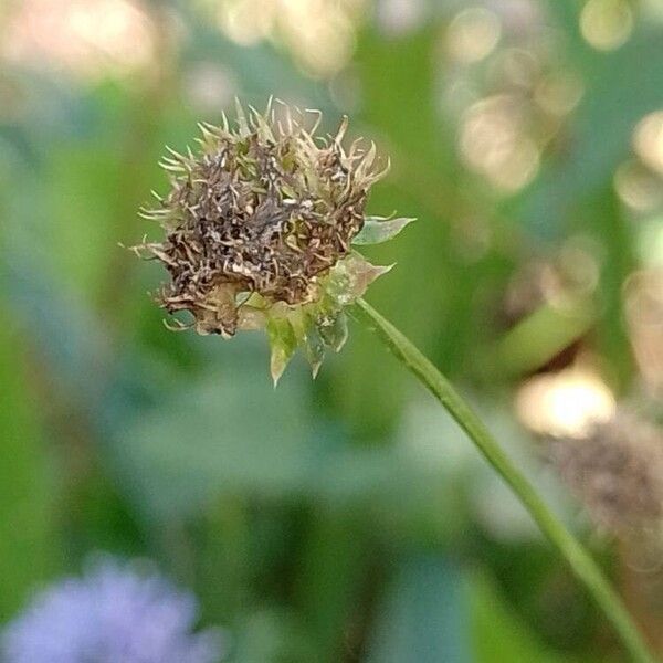 Jasione montana Fruit