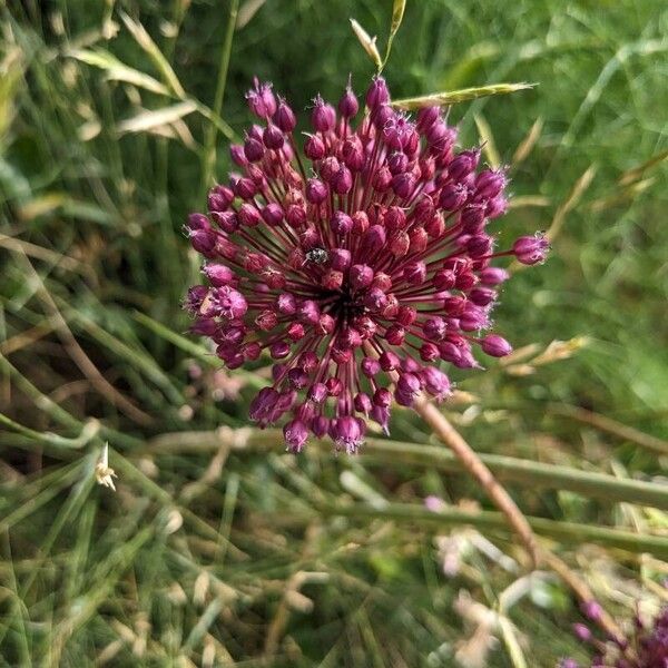 Allium atroviolaceum Blomst