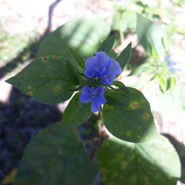 Jacquemontia tamnifolia Blomma