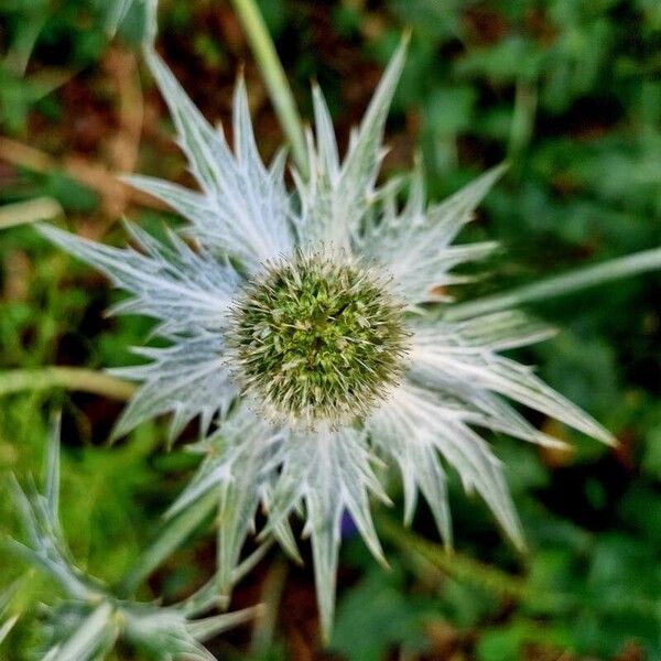 Eryngium giganteum Blodyn