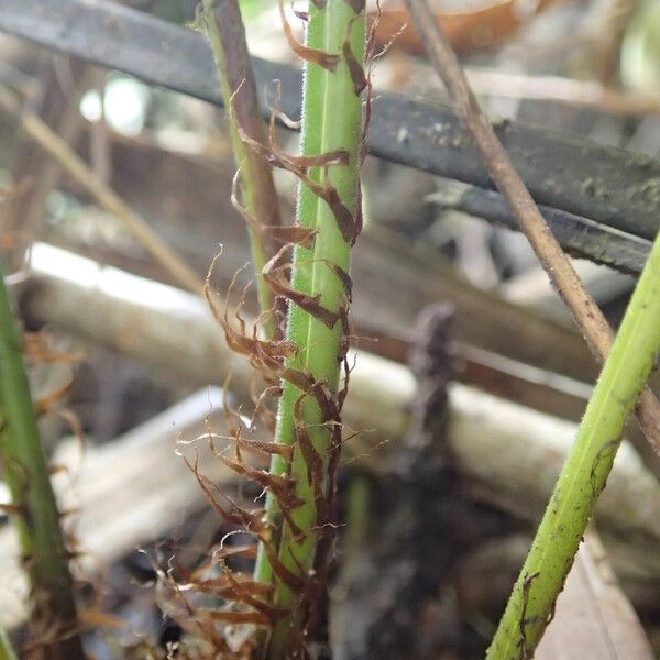 Thelypteris hispidula List