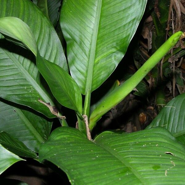 Dieffenbachia tonduzii Lehti