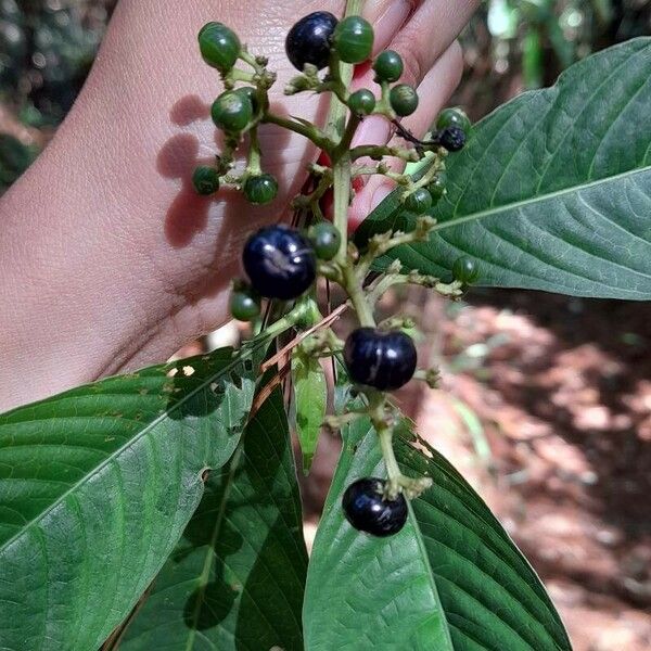 Psychotria nervosa Fruct