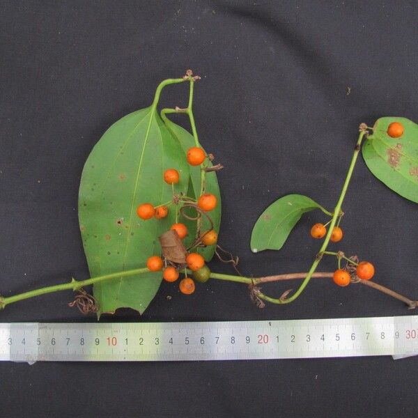 Smilax domingensis Muu