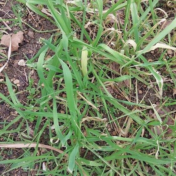 Phalaris minor Feuille