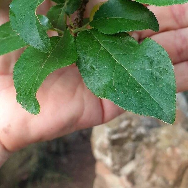 Prunus domestica برگ