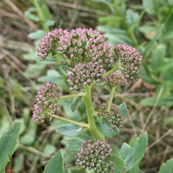 Hylotelephium telephium Flors