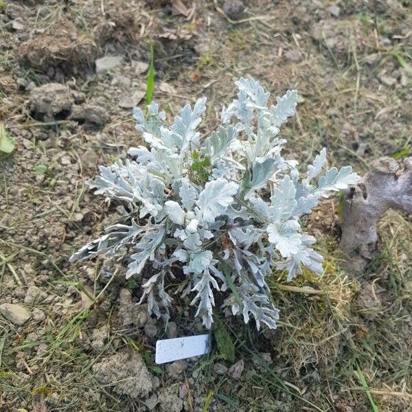 Artemisia stelleriana برگ