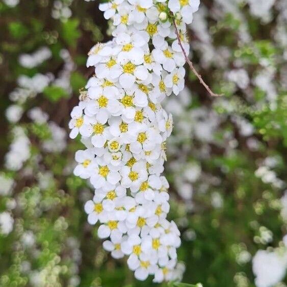 Spiraea nipponica Flower