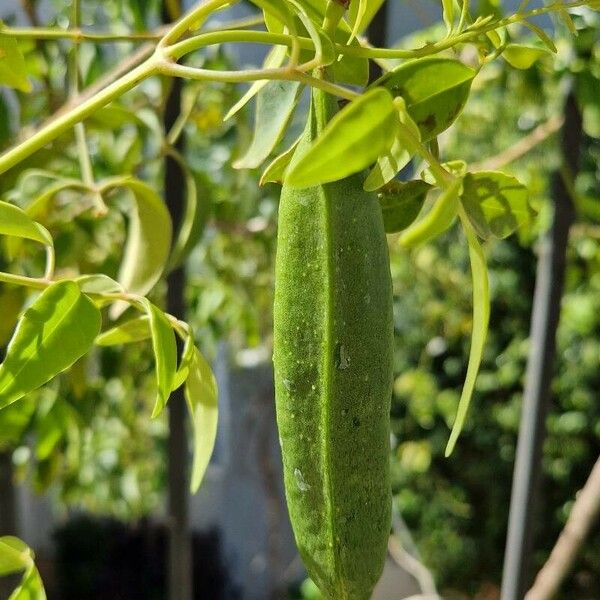 Cassia abbreviata Ovoce