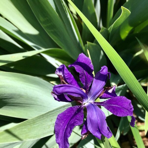 Iris pumila Kukka