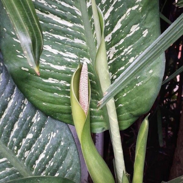 Dieffenbachia seguine Liść