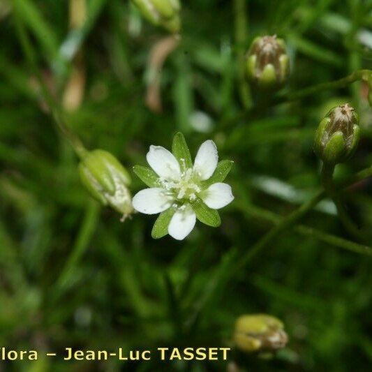 Sagina saginoides Flor