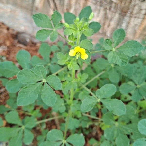 Cleome viscosa Leaf