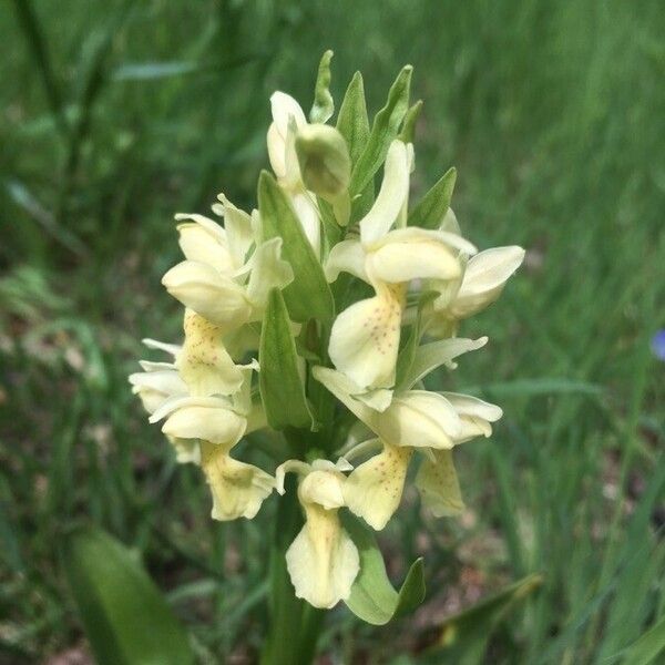 Dactylorhiza sambucina ফুল