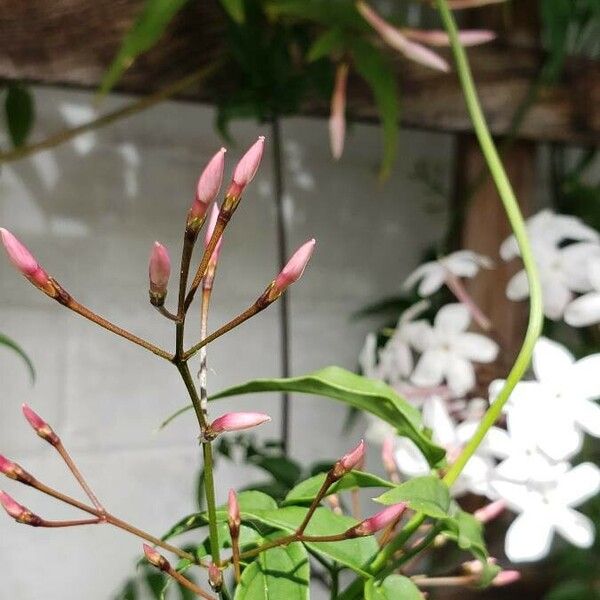 Jasminum polyanthum Flor