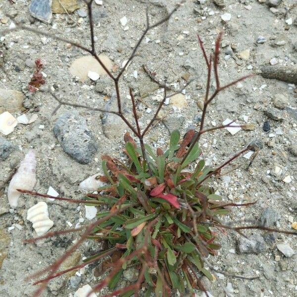 Limonium bellidifolium 葉