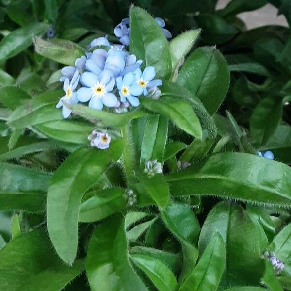 Myosotis alpestris Blomma