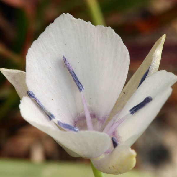 Calochortus minimus Flower