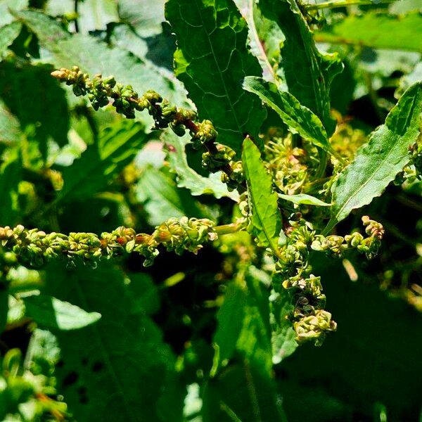 Rumex conglomeratus Ďalší