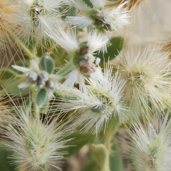 Cometes surattensis Flower