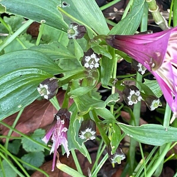 Alstroemeria aurea Blatt