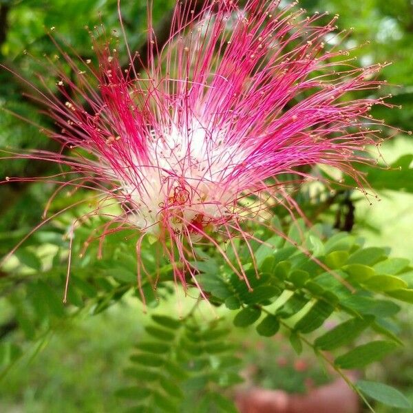 Calliandra surinamensis Цветок